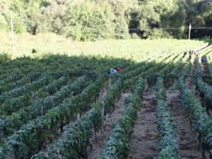 Ribeiro - Vendimia -Beade